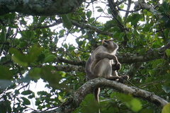 Piliocolobus tephrosceles