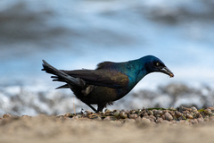 Quiscalus quiscula versicolor