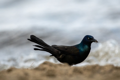 Quiscalus quiscula versicolor