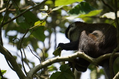 Cercopithecus ascanius schmidti