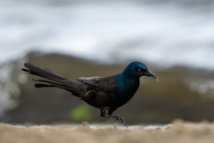 Quiscalus quiscula versicolor