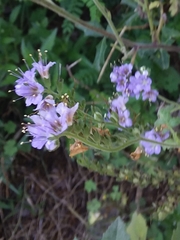 Phacelia congesta