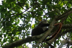 Cercopithecus ascanius