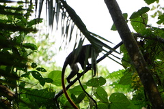 Cercopithecus ascanius