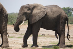 Loxodonta