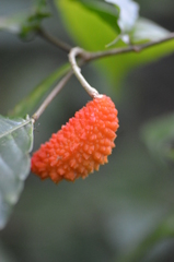 Tabernaemontana heterophylla