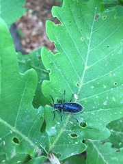 Cerogria janthinipennis