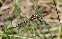 Cordulegaster bilineata