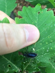 Cerogria janthinipennis