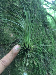 Tillandsia punctulata
