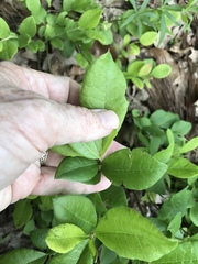 Rhododendron periclymenoides