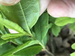 Rhododendron periclymenoides