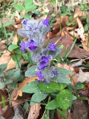 Ajuga multiflora