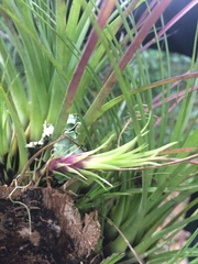 Tillandsia punctulata