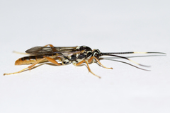 Cratichneumon w-album