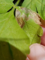 Phytomyza spondylii group