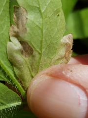 Phytomyza spondylii group