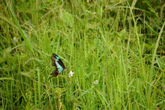 Papilio phorcas congoanus
