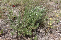 Evolvulus nuttallianus