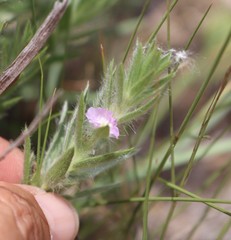 Evolvulus nuttallianus