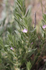 Evolvulus nuttallianus