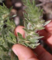 Evolvulus nuttallianus