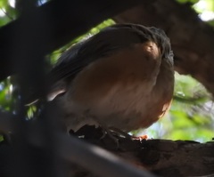 Turdus rufopalliatus