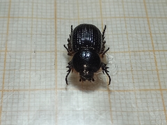 Archophileurus cribrosus