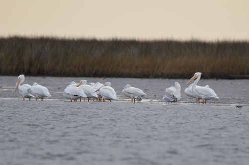 American White Pelican photographed in Mississippi