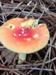 Russula tenuiceps