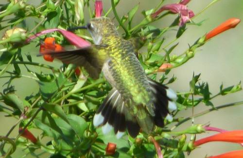 Ruby-throated Hummingbird photographed in South Carolina