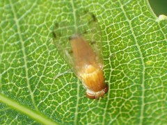 Homoneura occidentalis