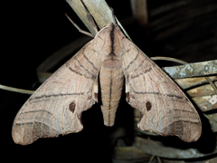 Marumba amboinicus celebensis