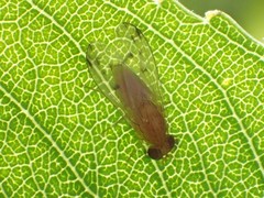 Homoneura occidentalis