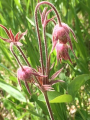 Geum triflorum