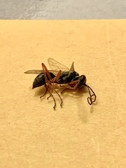 Auplopus mellipes