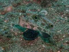 Signigobius biocellatus
