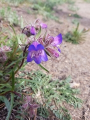 Penstemon gormanii