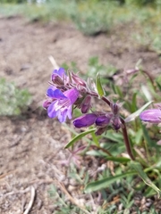 Penstemon gormanii