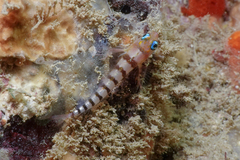 Notoclinops segmentatus
