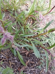Penstemon gormanii