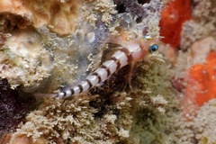 Notoclinops segmentatus