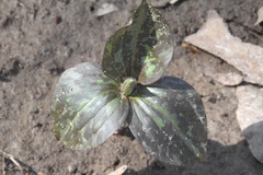 Trillium recurvatum