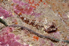Karalepis stewarti