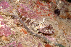 Karalepis stewarti
