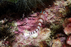 Notoclinops segmentatus