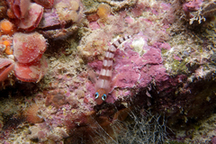 Notoclinops segmentatus