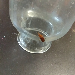 Tenebrionoidea