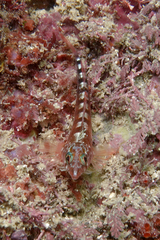 Notoclinops segmentatus
