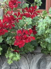 Ciconium
